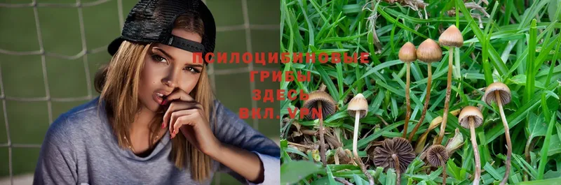 где продают   Кремёнки  omg зеркало  Псилоцибиновые грибы MAGIC MUSHROOMS 